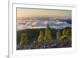 Pines in the Parque Natural Cumbre Vieja, Island La Palma, Canary Islands, Spain-Rainer Mirau-Framed Photographic Print