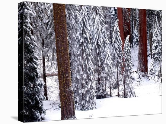 Pines in Winter, California ‘95-Monte Nagler-Stretched Canvas