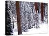 Pines in Winter, California ‘95-Monte Nagler-Stretched Canvas