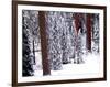 Pines in Winter, California ‘95-Monte Nagler-Framed Photographic Print