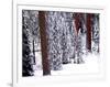 Pines in Winter, California ‘95-Monte Nagler-Framed Photographic Print