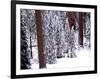 Pines in Winter, California ‘95-Monte Nagler-Framed Photographic Print