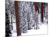 Pines in Winter, California ‘95-Monte Nagler-Mounted Photographic Print