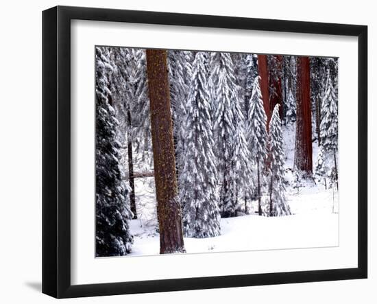 Pines in Winter, California ‘95-Monte Nagler-Framed Photographic Print