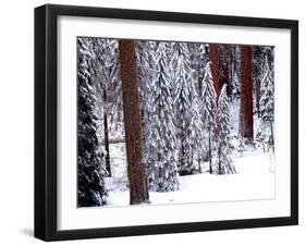 Pines in Winter, California ‘95-Monte Nagler-Framed Photographic Print