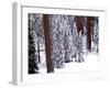 Pines in Winter, California ‘95-Monte Nagler-Framed Photographic Print