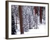 Pines in Winter, California ‘95-Monte Nagler-Framed Photographic Print