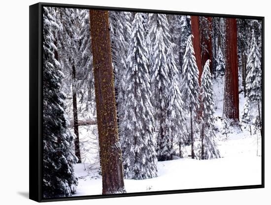 Pines in Winter, California ‘95-Monte Nagler-Framed Stretched Canvas