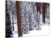 Pines in Winter, California ‘95-Monte Nagler-Stretched Canvas