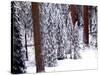 Pines in Winter, California ‘95-Monte Nagler-Stretched Canvas