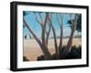 Pines Near Pienza, 2012-Lincoln Seligman-Framed Giclee Print