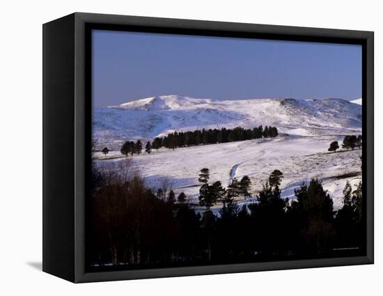 Pines on Winter Hillside, Cairngorm Mountains, Deeside, Highland Region, Scotland-Lousie Murray-Framed Stretched Canvas