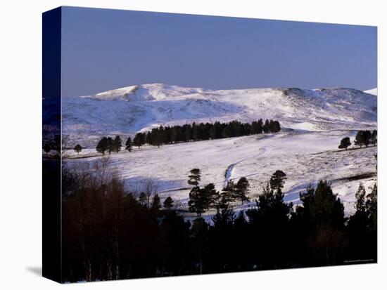 Pines on Winter Hillside, Cairngorm Mountains, Deeside, Highland Region, Scotland-Lousie Murray-Stretched Canvas