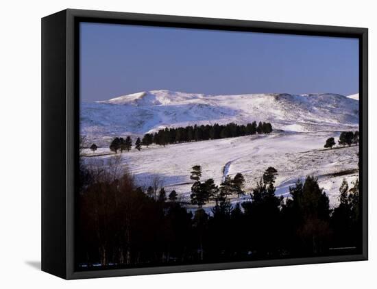 Pines on Winter Hillside, Cairngorm Mountains, Deeside, Highland Region, Scotland-Lousie Murray-Framed Stretched Canvas