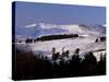 Pines on Winter Hillside, Cairngorm Mountains, Deeside, Highland Region, Scotland-Lousie Murray-Stretched Canvas