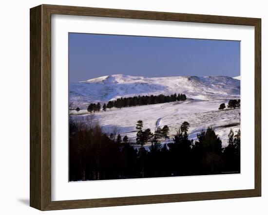 Pines on Winter Hillside, Cairngorm Mountains, Deeside, Highland Region, Scotland-Lousie Murray-Framed Photographic Print