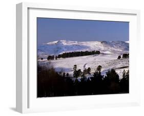 Pines on Winter Hillside, Cairngorm Mountains, Deeside, Highland Region, Scotland-Lousie Murray-Framed Photographic Print