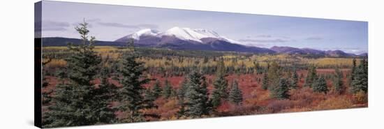 Pines Trees in a Valley, Yukon Territory, Canada-null-Stretched Canvas