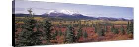 Pines Trees in a Valley, Yukon Territory, Canada-null-Stretched Canvas