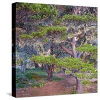 Pines with Hanging Lichens, Pacific Coast, Brookings, Curry County, Oregon, Usa-null-Stretched Canvas