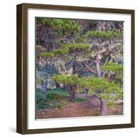 Pines with Hanging Lichens, Pacific Coast, Brookings, Curry County, Oregon, Usa-null-Framed Photographic Print