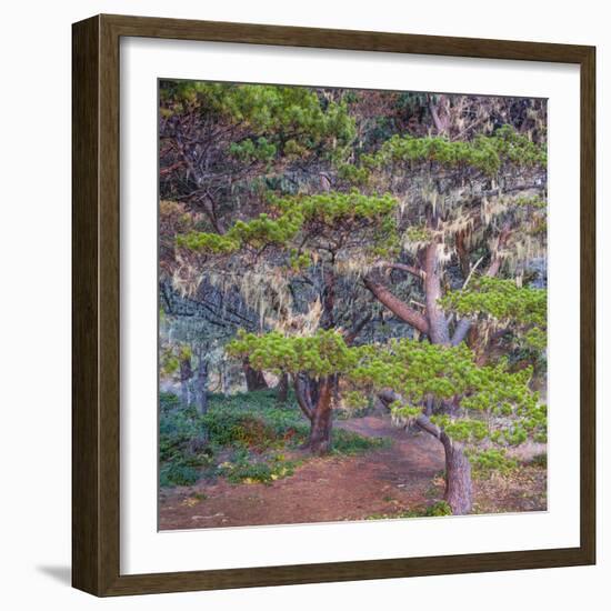 Pines with Hanging Lichens, Pacific Coast, Brookings, Curry County, Oregon, Usa-null-Framed Photographic Print