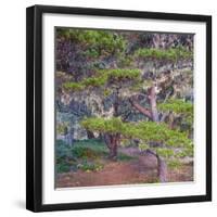 Pines with Hanging Lichens, Pacific Coast, Brookings, Curry County, Oregon, Usa-null-Framed Photographic Print