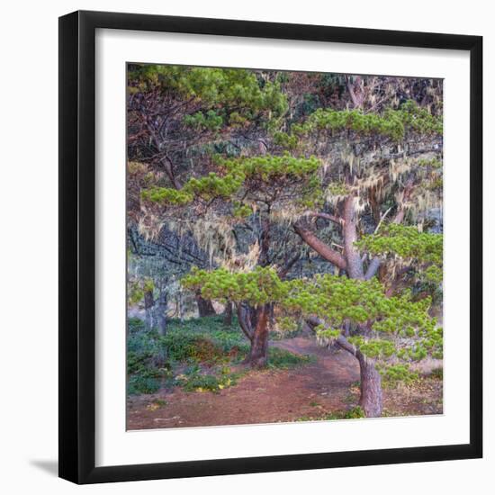 Pines with Hanging Lichens, Pacific Coast, Brookings, Curry County, Oregon, Usa-null-Framed Photographic Print