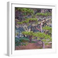 Pines with Hanging Lichens, Pacific Coast, Brookings, Curry County, Oregon, Usa-null-Framed Photographic Print