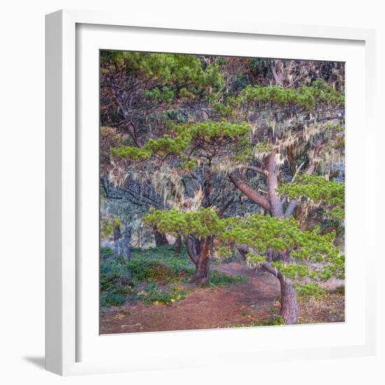 Pines with Hanging Lichens, Pacific Coast, Brookings, Curry County, Oregon, Usa-null-Framed Photographic Print