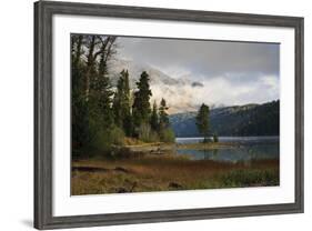 Pines-Eleanor Scriven-Framed Photographic Print