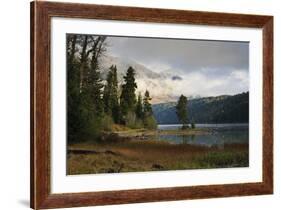 Pines-Eleanor Scriven-Framed Photographic Print