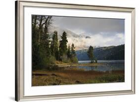 Pines-Eleanor Scriven-Framed Photographic Print