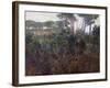 Pinewoods in Torre Del Lago, 1902-1903-Francesco Fanelli-Framed Giclee Print