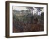 Pinewoods in Torre Del Lago, 1902-1903-Francesco Fanelli-Framed Giclee Print