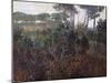 Pinewoods in Torre Del Lago, 1902-1903-Francesco Fanelli-Mounted Giclee Print