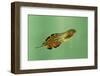 Pinewoods Tree Frog Tadpole Mimicing Leaf (Hyla Femoralis)-Barry Mansell-Framed Photographic Print