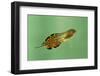 Pinewoods Tree Frog Tadpole Mimicing Leaf (Hyla Femoralis)-Barry Mansell-Framed Photographic Print