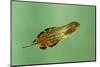 Pinewoods Tree Frog Tadpole Mimicing Leaf (Hyla Femoralis)-Barry Mansell-Mounted Photographic Print