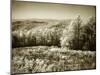 Piney Mountain II-Alan Hausenflock-Mounted Photographic Print