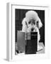 Ping Pong to the Poodle, 1958-George Greenwell-Framed Photographic Print