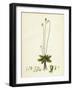 Pinguicula Alpina Alpine Butterwort-null-Framed Giclee Print