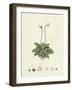 Pinguicula Lusitanica Pale Butterwort-null-Framed Giclee Print