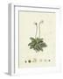 Pinguicula Lusitanica Pale Butterwort-null-Framed Giclee Print