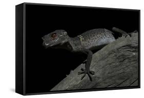 Pingxiang Cave Gecko (Goniurosaurus Luii) Clinging to Tree Trunk with Strong Red Eyes-Shibai Xiao-Framed Stretched Canvas