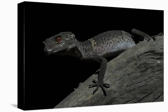 Pingxiang Cave Gecko (Goniurosaurus Luii) Clinging to Tree Trunk with Strong Red Eyes-Shibai Xiao-Stretched Canvas