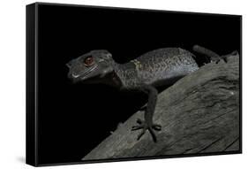 Pingxiang Cave Gecko (Goniurosaurus Luii) Clinging to Tree Trunk with Strong Red Eyes-Shibai Xiao-Framed Stretched Canvas