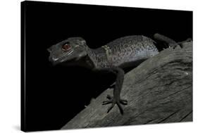 Pingxiang Cave Gecko (Goniurosaurus Luii) Clinging to Tree Trunk with Strong Red Eyes-Shibai Xiao-Stretched Canvas