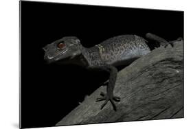Pingxiang Cave Gecko (Goniurosaurus Luii) Clinging to Tree Trunk with Strong Red Eyes-Shibai Xiao-Mounted Photographic Print