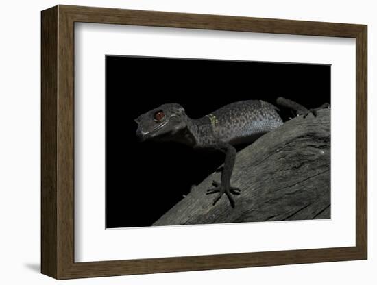 Pingxiang Cave Gecko (Goniurosaurus Luii) Clinging to Tree Trunk with Strong Red Eyes-Shibai Xiao-Framed Photographic Print